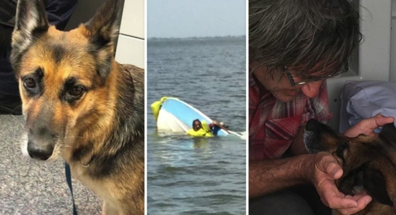 كلب ينقذ صاحبه بعد 11 ساعة من السباحة
