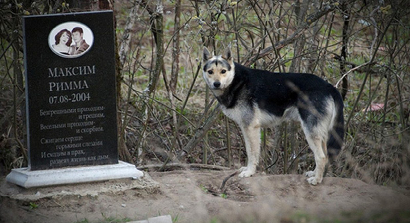 لمدة 15 عاما.. حكاية أوفى كلب في روسيا جلس بالقرب من قبر أصحابه (فيديو)