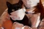 إصابة أول قطة في العالم بفيروس كورونا المستجد