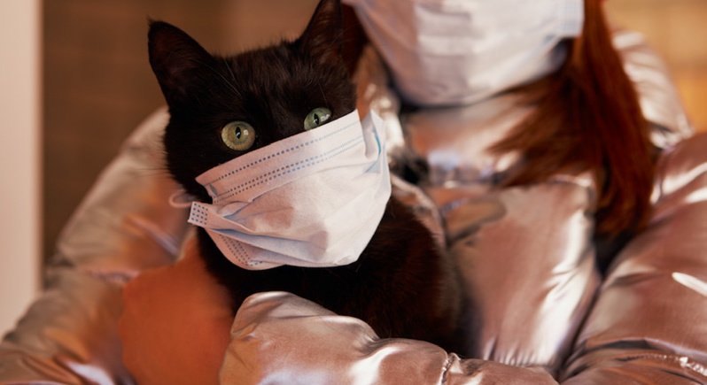 إصابة أول قطة في العالم بفيروس كورونا المستجد