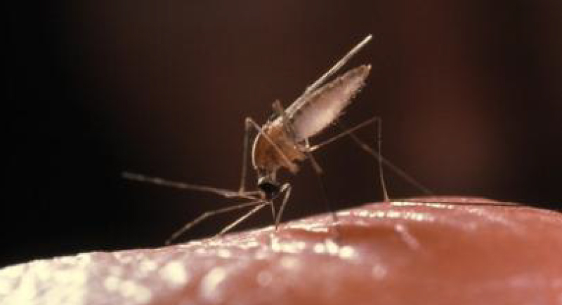 دراسة أسترالية: إزالة الغابات تزيد خطر انتشار الملاريا