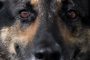 إصابة ثاني كلب في العالم بفيروس كورونا في هونج كونج
