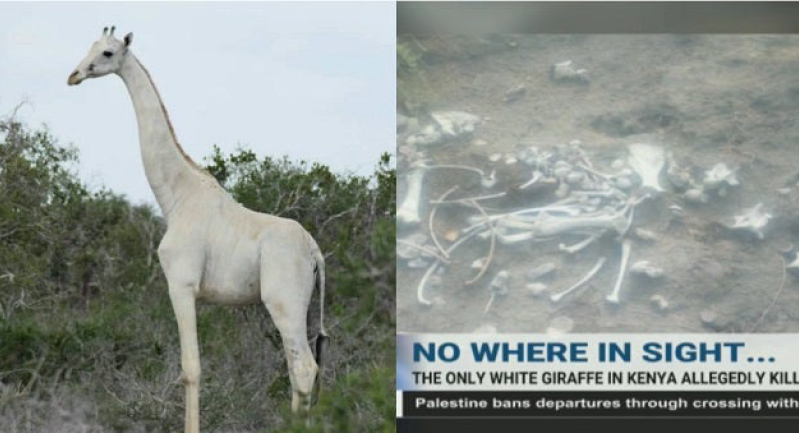 كينيا حزينة.. مقتل آخر زرافة بيضاء في العالم وصغيرها على يد صيادين