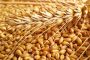 بسبب قلة التساقطات.. إنتاج الحبوب ينخفض خلال الموسم الحالي بـ42%