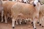 جهة الدار البيضاء سطات: الحالة الصحية لقطيع الماشية جيدة