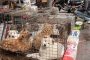 أخيرا: الكلاب والقطط حيوانات غير صالحة للأكل في الصين