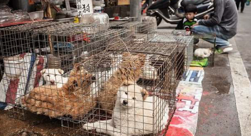 الصين تعيد فتح أكبر سوق للحيوانات الحية في ووهان