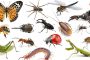 كارثة على الأرض.. ربع حشرات العالم 