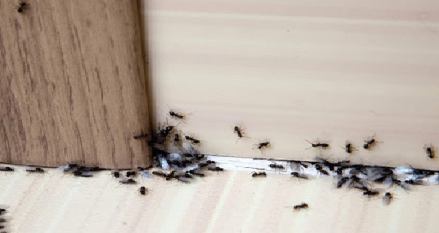 3 حيل للتخلص من نمل المنزل نهائيا