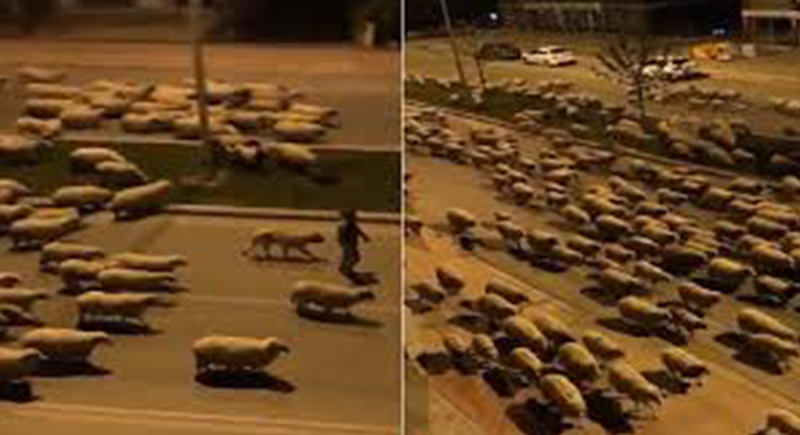 الخراف تجتاح شوارع مدينة تركية (فيديو)