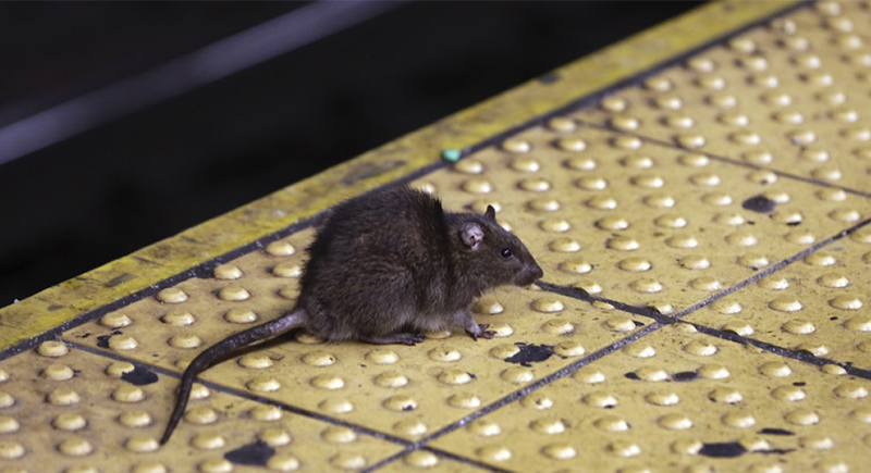 حادثة مروعة.. “الفئران تأكل طفلة” بعد وفاتها من الجوع