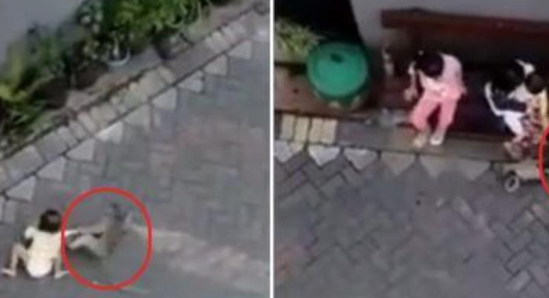 بالفيديو.. قرد يختطف طفلة تجلس برفقة والدتها في وضح النهار