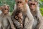 سيكون وقفه مستحيلا.. علماء يحذرون من انتقال فيروس كورونا إلى القرود