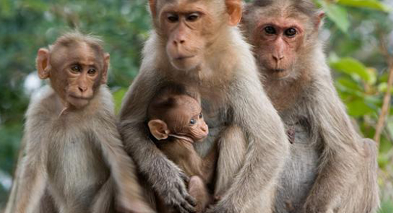 اكتشاف حالة إصابة جديدة بفيروس جدري القرود النادر في أمريكا