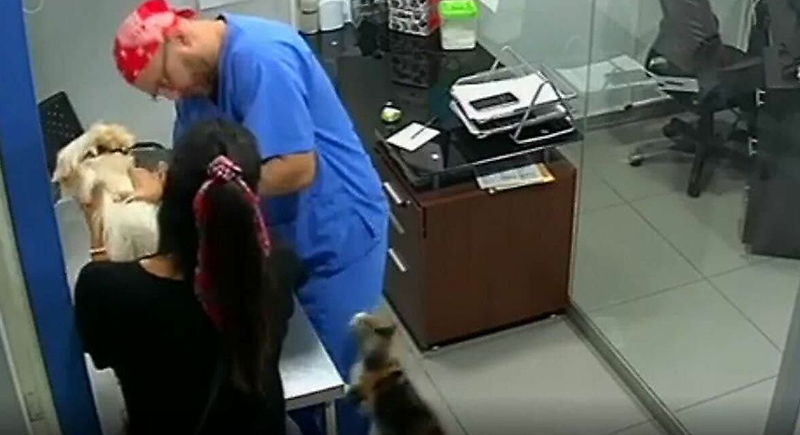 قط يدافع عن صديقه الكلب ويهاجم الطبيب البيطري (فيديو)