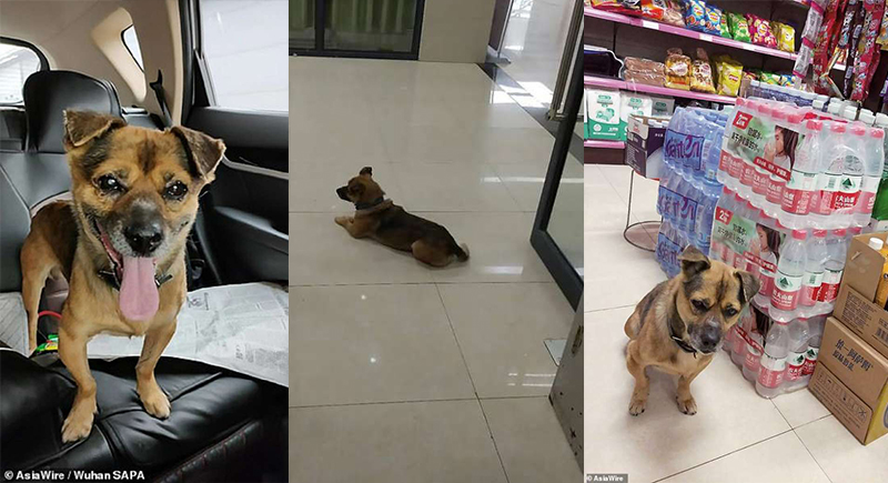 كلب وفي ينتظر صاحبه 3 أشهر بمستشفى ووهان بعد موته فيه بسبب كورونا