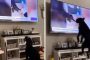 كلب يقفز من الفرحة بعدما رأى نفسه على التلفاز (فيديو)