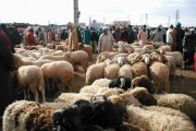 مخاوف في صفوف مربي الماشية من إلغاء عيد الأضحى جراء 