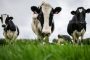 للحد من انبعاث الغازات: نيوزيلندا تفرض ضريبة على تجشؤ الأبقار!