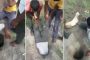 سقطت في بئر عميقة.. شاب يخاطر بحياته لإنقاذ ماعز (فيديو)