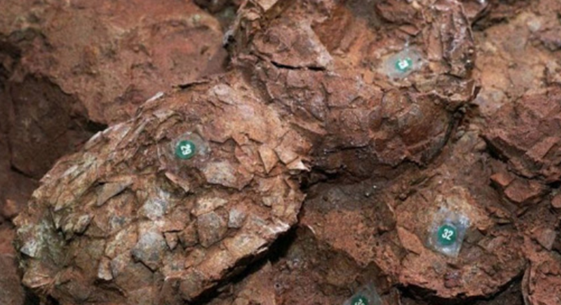 العثور على اصغر بيضة ديناصور متحجرة في اليابان