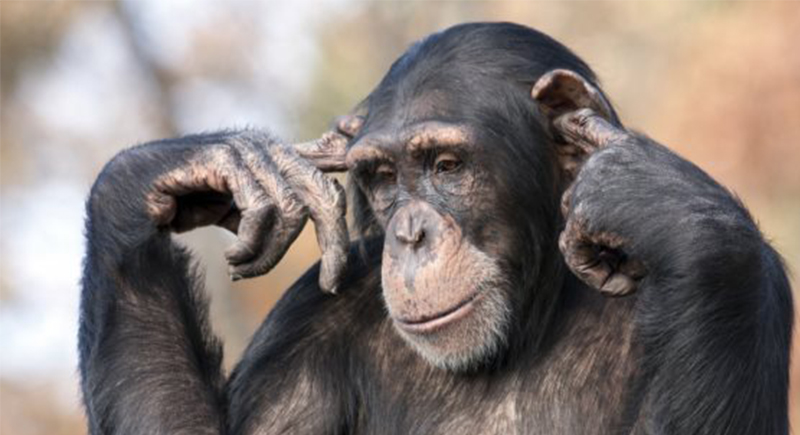 اكتشاف داخل جسد الشمبانزي قد ينذر بمرض خطير للبشر