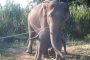 فيديو.. بكاء صغار الأفيال بعد تعذيب وحشي في الهند من أجل السياح