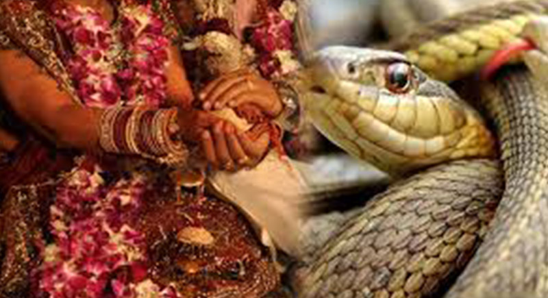 عروس هندية تقدم 21 أفعى سامة لعريسها في يوم الزفاف