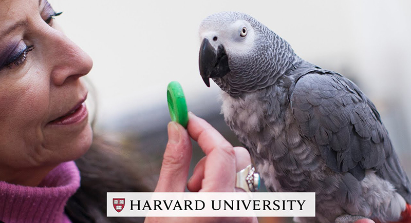 ببغاء يتفوق على طلاب جامعة هارفارد في اختبارات الذاكرة (فيديو)
