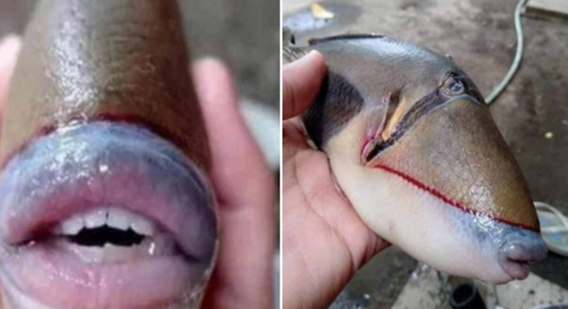 سمكة ذات الفم البشري تثير دهشة الملايين