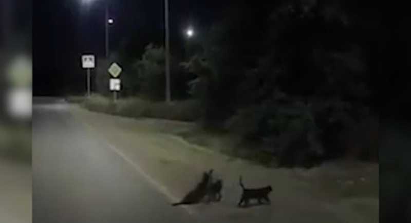 قطتان تقطعان طريقا للسيارات لمساعدة كلب مصاب (فيديو)