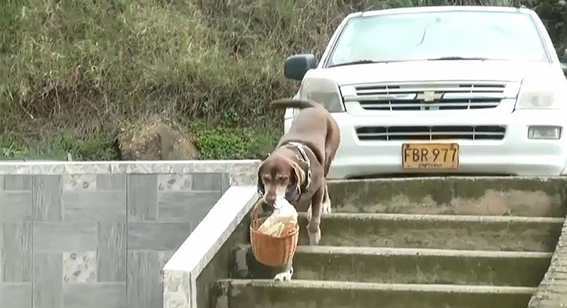 فيديو.. كلب يوصل طلبات الزبائن إلى بيوتهم خلال جائحة كورونا