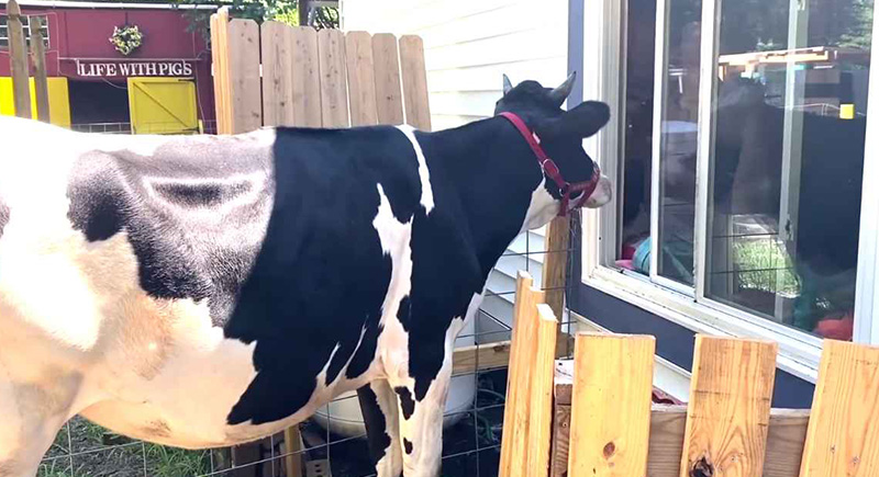 لقطات مؤثرة لبقرة تنتظر صاحبها كل صباح لمعانقته (فيديو)