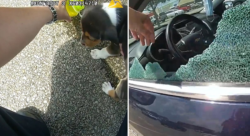 شرطي يحطم نافذة سيارة فارهة لإخراج جرو نسيه صاحبه (فيديو)