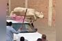 عجل يحطم سيارة نقل في أول أيام عيد الأضحى (فيديو)