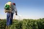 أونسا: واردات المغرب من المبيدات الزراعية 2% ومواد تم سحبها