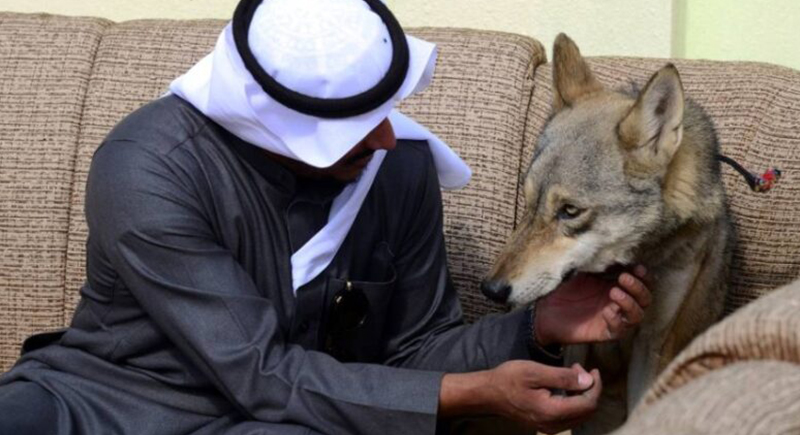 أسرة سعودية تعيش مع 6 ذئاب (فيديو)