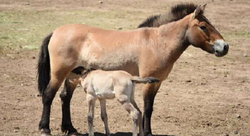 علماء يستنسخون حصان نادر قد ينقذ الفصيلة من الانقراض