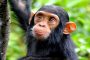 دراسة: الشمبانزي اليتيم يعاني من مشكلات مدى الحياة