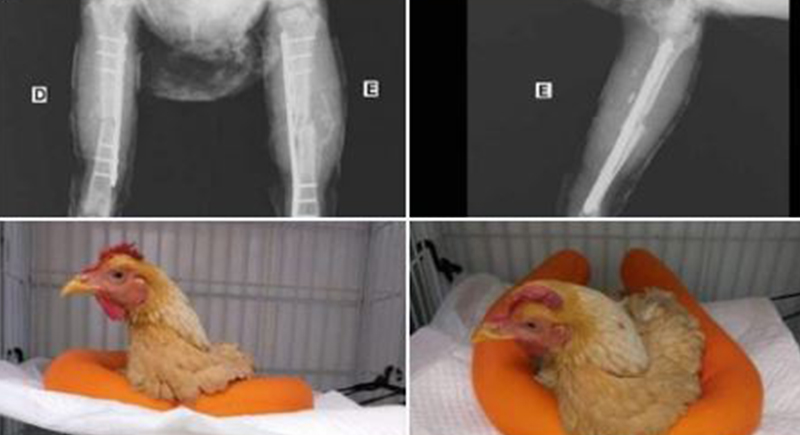 عملية جراحية لإنقاذ دجاجة بتكلفة باهظة تشعل مواقع التواصل (صور)
