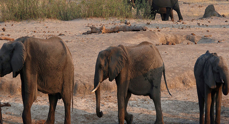 موت مفاجئ لقطعان من الأفيال في زيمبابوي