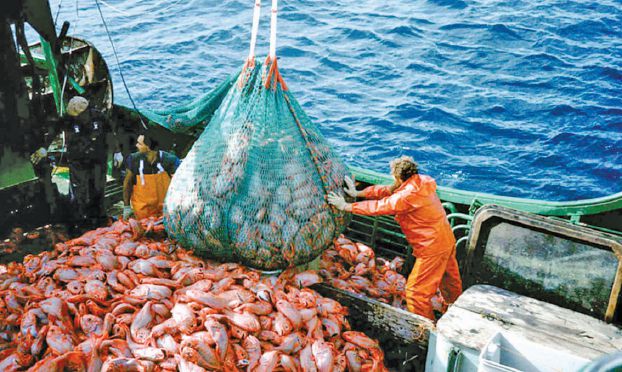 المجلس الحكومي يصادق على مرسوم جديد لحماية الثروة السمكية بالمغرب