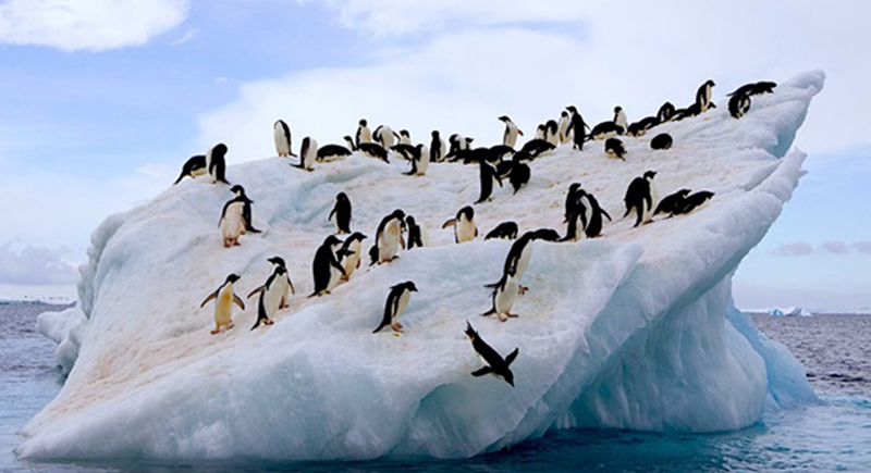 هذه المنطقة في القطب الجنوبي تسجل أعلى حرارة منذ عقود!