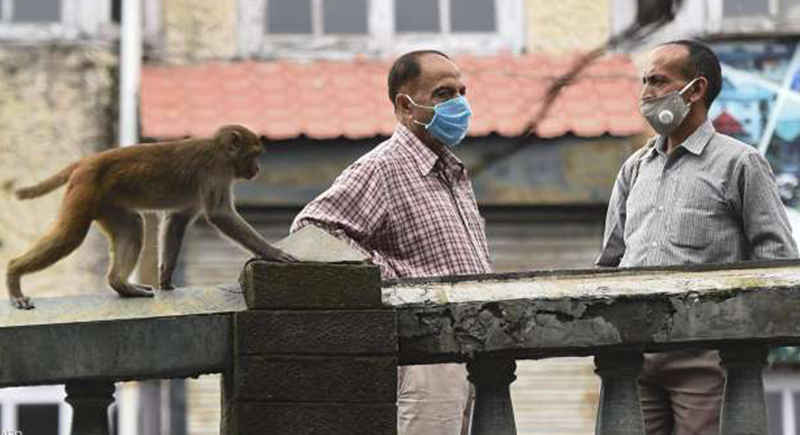 إصابات وسرقة.. آلاف القرود تغزو مدينة هندية