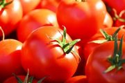 الطماطم المغربية تكسب مزيدا من الزبناء بالسوق الأوروبية بفضل الجودة