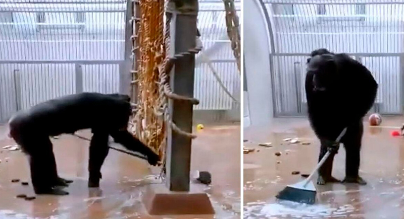شاهد ماذا فعل شمبانزي بعد أن نسي الموظف مكنسة داخل قفصه (فيديو)