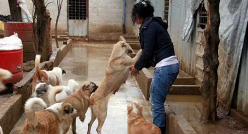 عاشقة للحيوانات ترعى 3500 كلب ضال.. باعت منزلها وأنفقت أموالها لحمايتهم