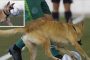 كلب يقتحم ملعب كرة قدم ويطرح لاعبة أرضا (فيديو)