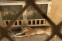 الأمن السعودي يحاصر لبؤة داخل منزل مهجور (فيديو)