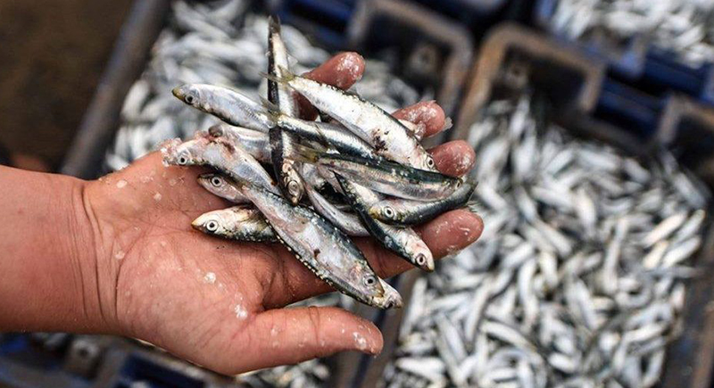 فوائد سمك السردين 3. دراسات حول فوائد سمك السردين